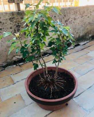 Bonsai