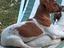 Immagine 4