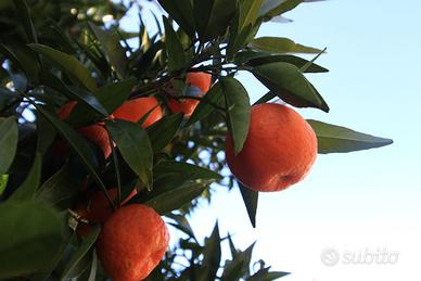Terreno: Uliveto, Seminativo Arborato