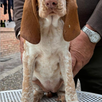 Cuccioli Bracco Italiano