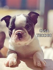 Cuccioli maschi Boston Terrier