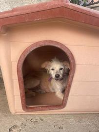 Cagnolina