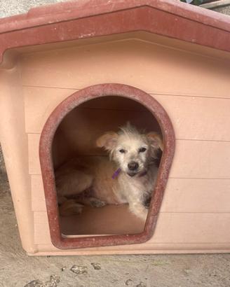 Cagnolina