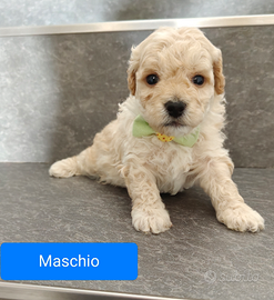 Cuccioli maltipoo
