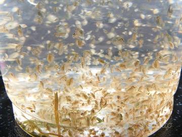 Daphnia viva cibo acquario : coltura fresca Padova