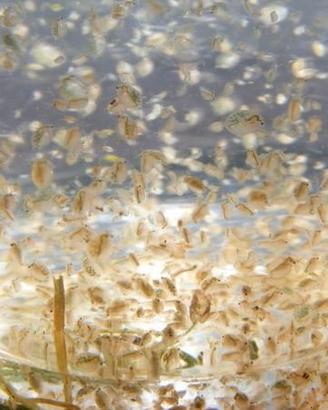 Daphnia viva cibo acquario : coltura fresca Padova