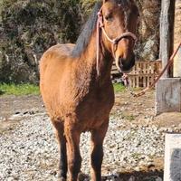 Puledro incrocio maremmano