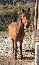 Puledro incrocio maremmano