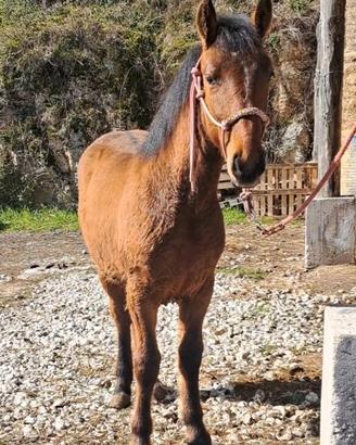Puledro incrocio maremmano