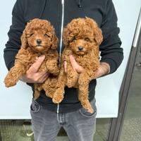 Barboncino toy pedigree enci