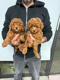 Barboncino toy pedigree enci