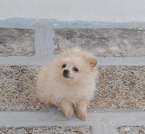 Spitz tedesco femmina 4 mesi taglia mini