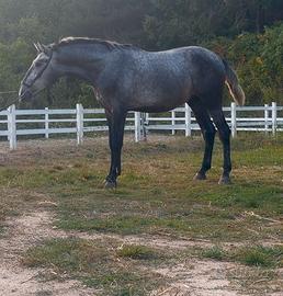 Cavallo pura razza spagnola andaluso