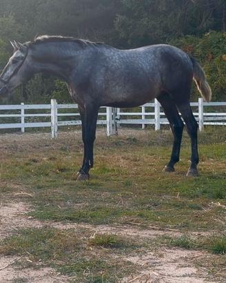 Cavallo pura razza spagnola andaluso