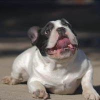 Stallone Bulldog francese enci