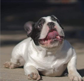 Stallone Bulldog francese enci