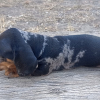 Cuccioli di bassotti