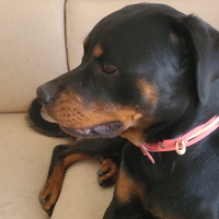 Gratuita cucciola rottweiler