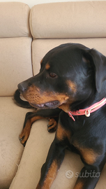 Gratuita cucciola rottweiler