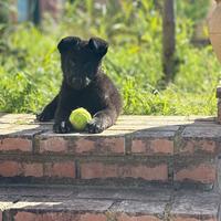 Cuccioli pastore tedesco