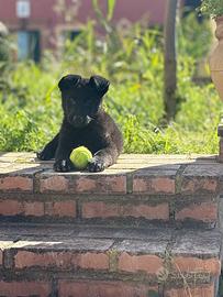 Cuccioli pastore tedesco