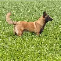 Pastore belga malinois maschio per monta