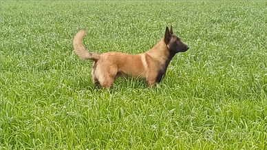 Pastore belga malinois maschio per monta