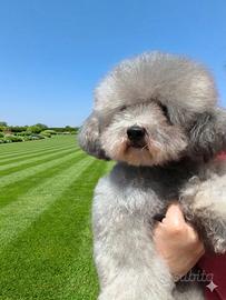 Barboncino Toy Silver con pedigree Enci