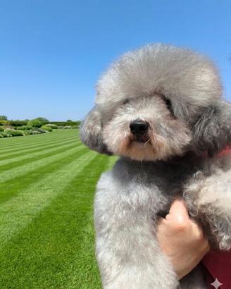 Barboncino Toy Silver con pedigree Enci