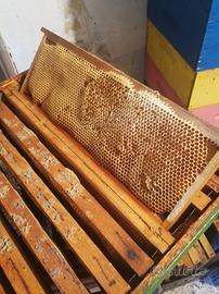 materiale per apicoltura e melari costruiti