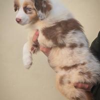 Cucciolo maschio pastore australiano pedigree