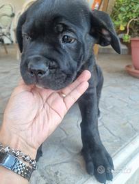 Cane corso
