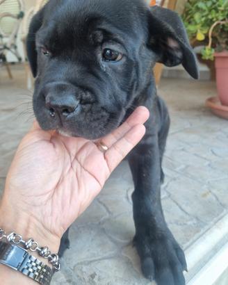 Cane corso