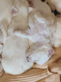 Cuccioli maltese