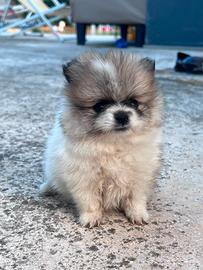 Spitz di pomerania