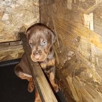 Dobermann