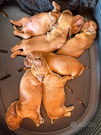 Cuccioli di cocker spaniel