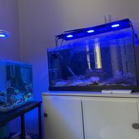 Luca acquario marini maxspect