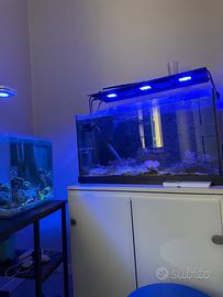 Luca acquario marini maxspect