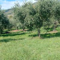Uliveto a Sezze(LT)