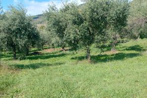Uliveto a Sezze(LT)