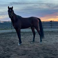 Stallone purosangue arabo 3 anni - linee wh justic