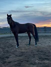 Stallone purosangue arabo 3 anni - linee wh justic