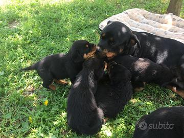 Cuccioli rottweiler
