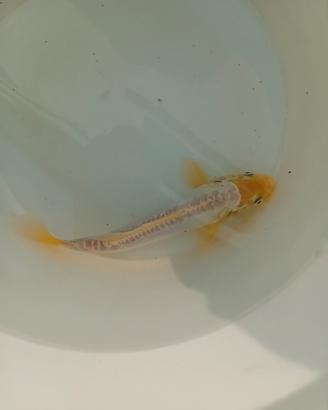Carpa koi