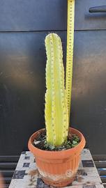 Cactus Piante Grasse Bonsai - Cereus Peruvianus