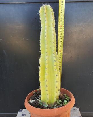 Cactus Piante Grasse Bonsai - Cereus Peruvianus