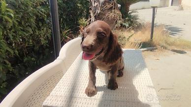 cuccioli springer  tedesco 
