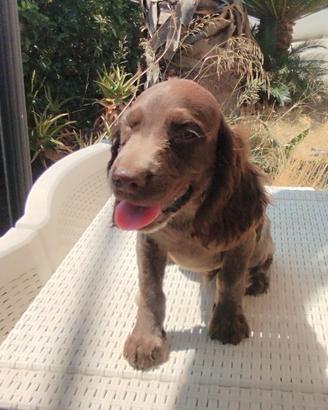 cuccioli springer  tedesco 