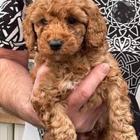 Cuccioli di barboncini toy maschi femmine